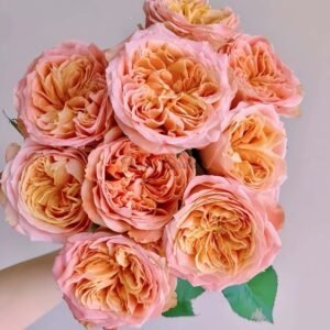 Funky Peach Rose丨Flower Gardens
