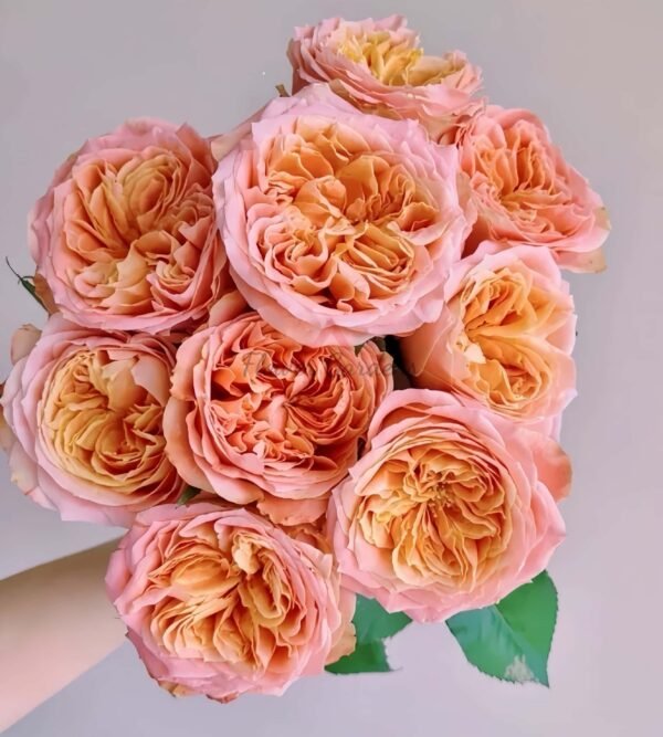 Funky Peach Rose丨Flower Gardens