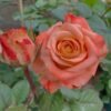 Funky Peach Rose for sale丨Flower Gardens