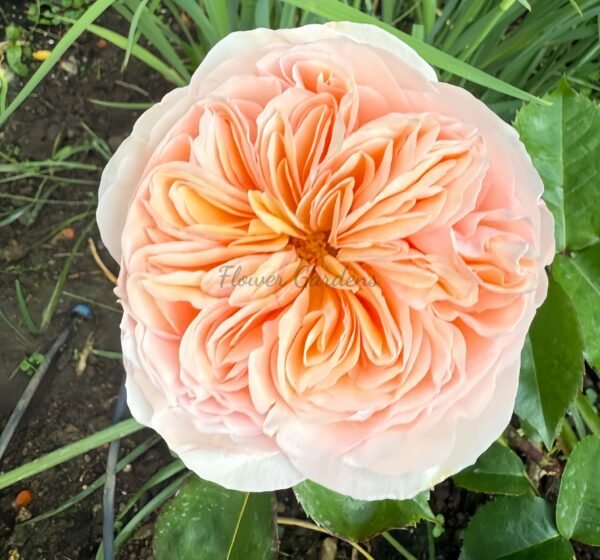 Georgina Gardens Rose for sale丨Flower Gardens