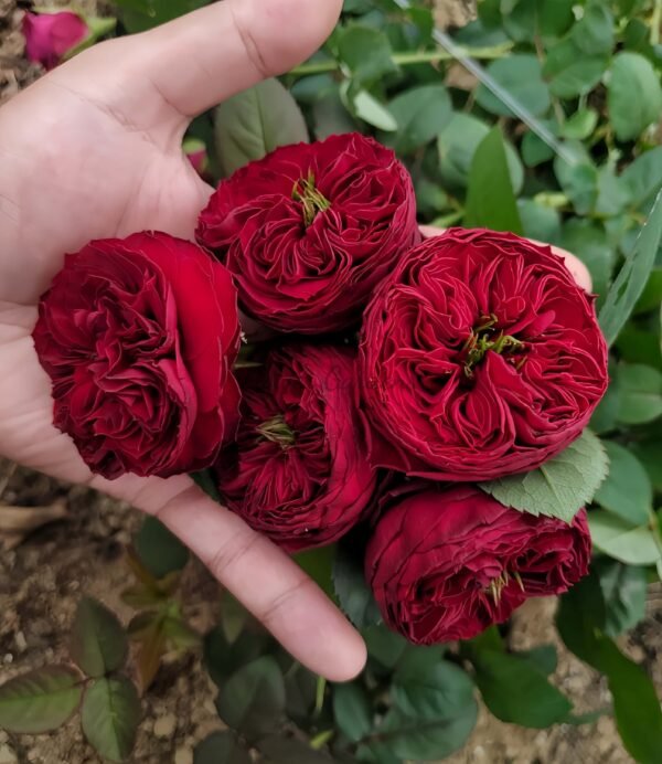 Grand jubilee Rose for sale丨Flower Gardens