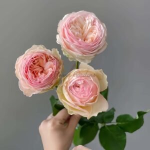 Grandma‘s Finest Romy Rose plant丨Flower Gardens