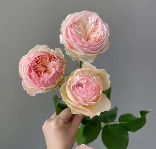 Grandma‘s Finest Romy Rose plant丨Flower Gardens