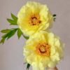 High Noon Peony plant丨Flower Gardens