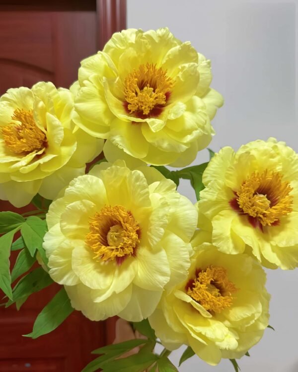 High Noon Peony 丨Flower Gardens