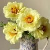 High Noon Peony for sale丨Flower Gardens