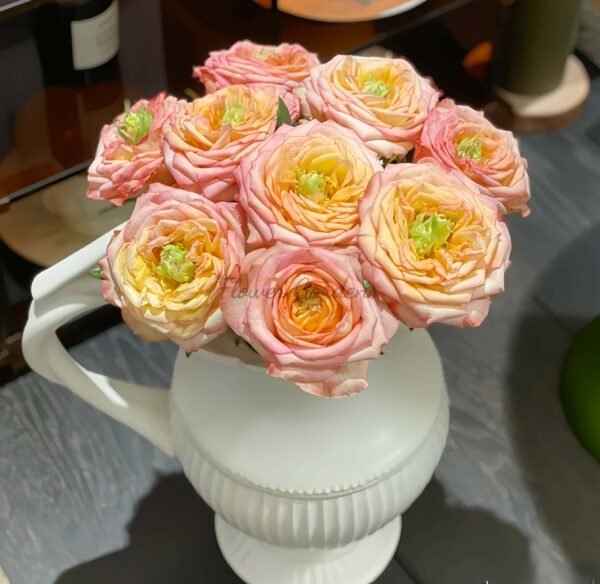 Houdini Rose丨Flower Gardens