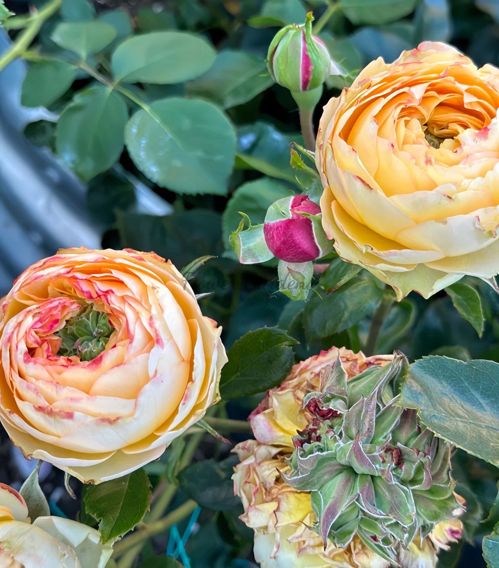 Houdini Rose plant丨Flower Gardens