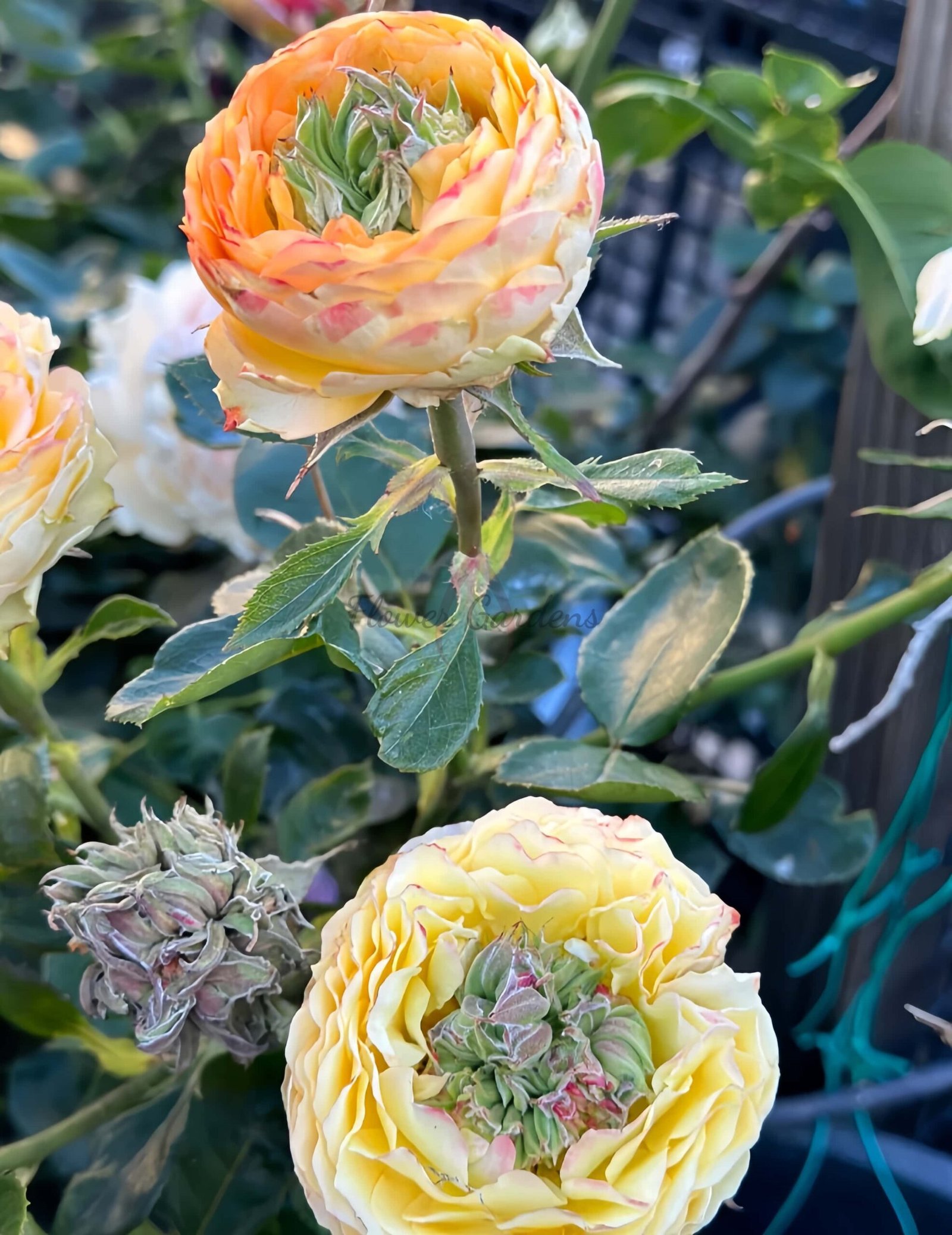 Houdini Rose丨Flower Gardens