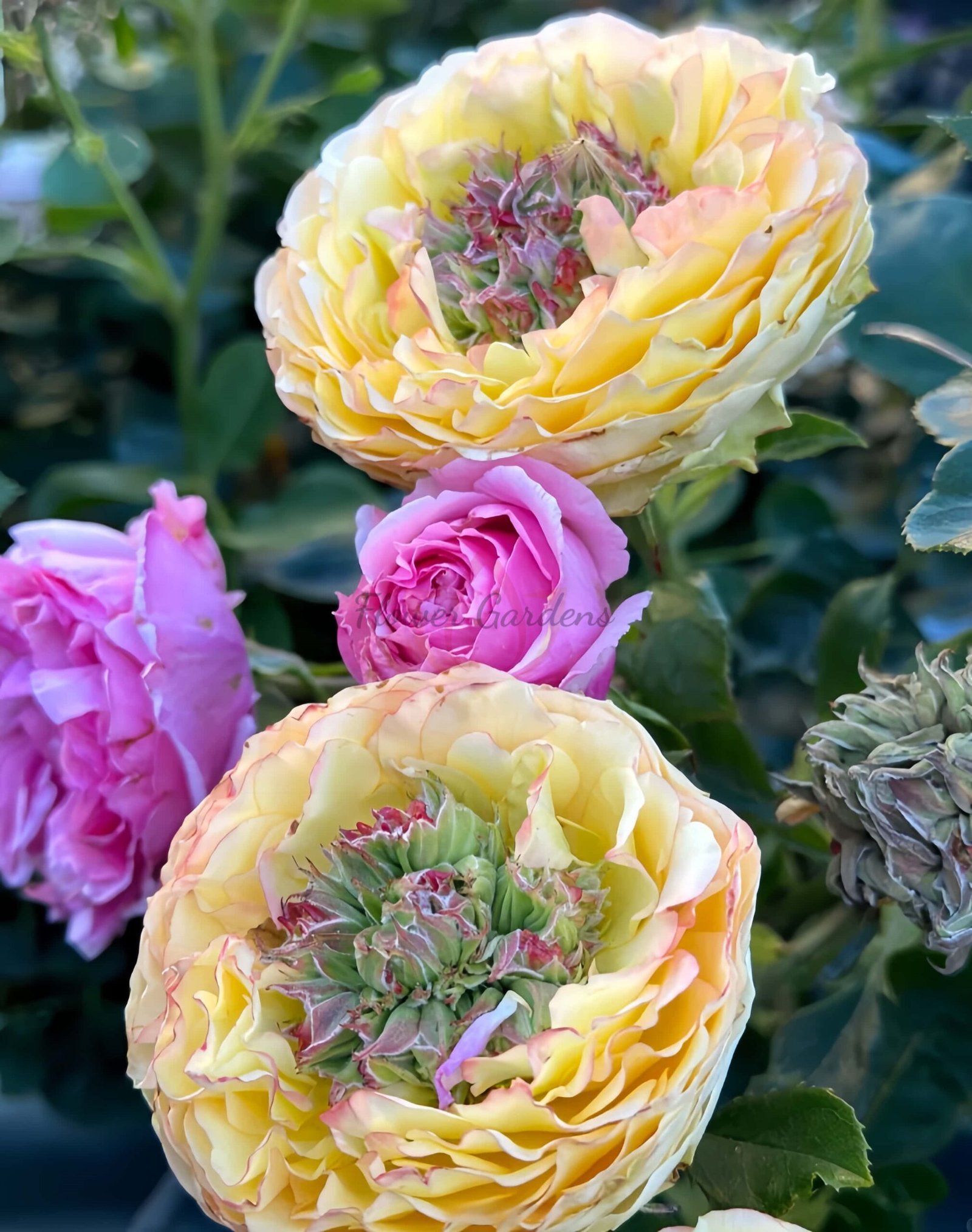 Houdini Rose for sale丨Flower Gardens