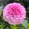 Jardin Parfumen Amoureuse Rose丨Flower Gardens