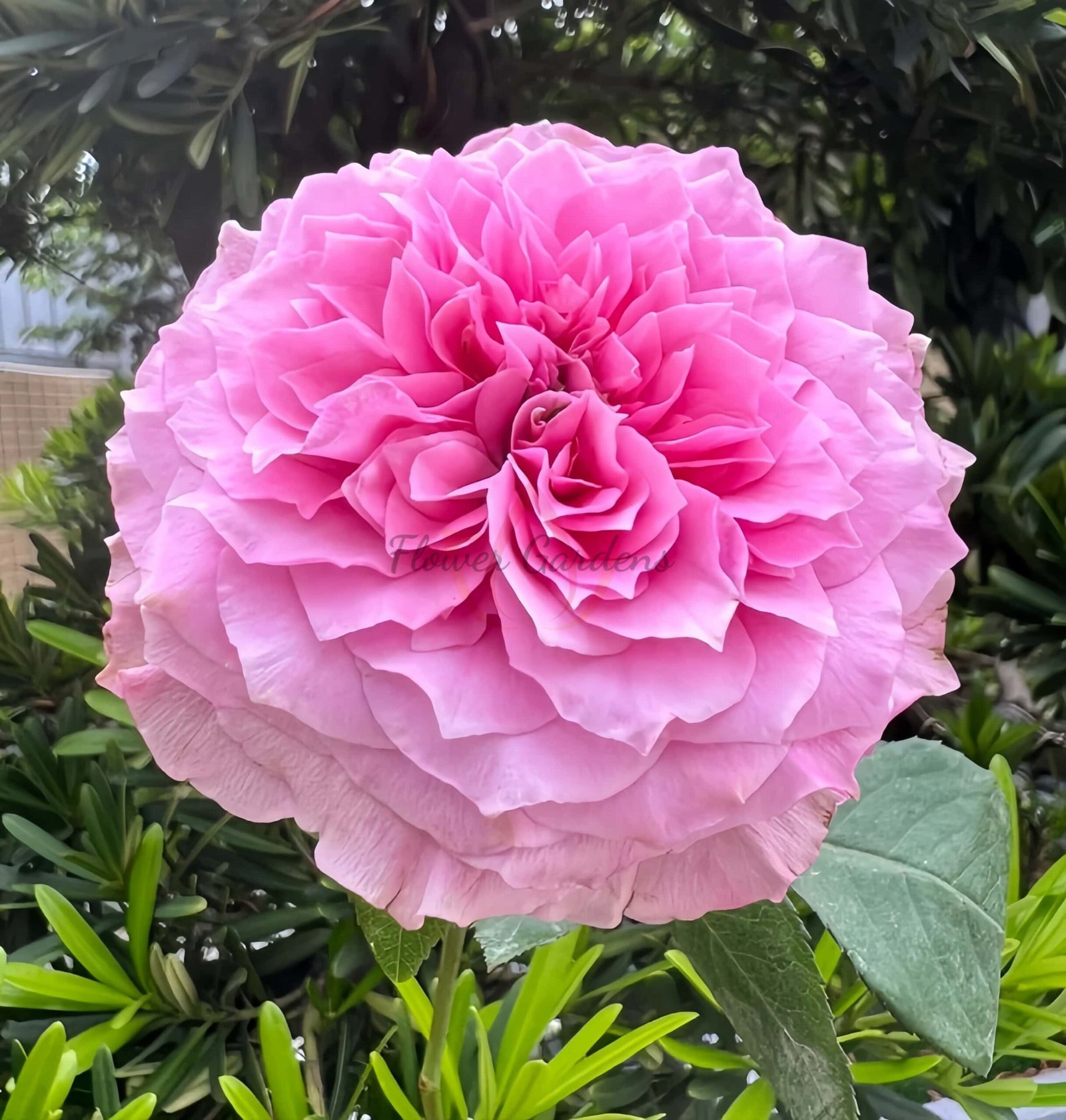 Jardin Parfumen Amoureuse Rose丨Flower Gardens