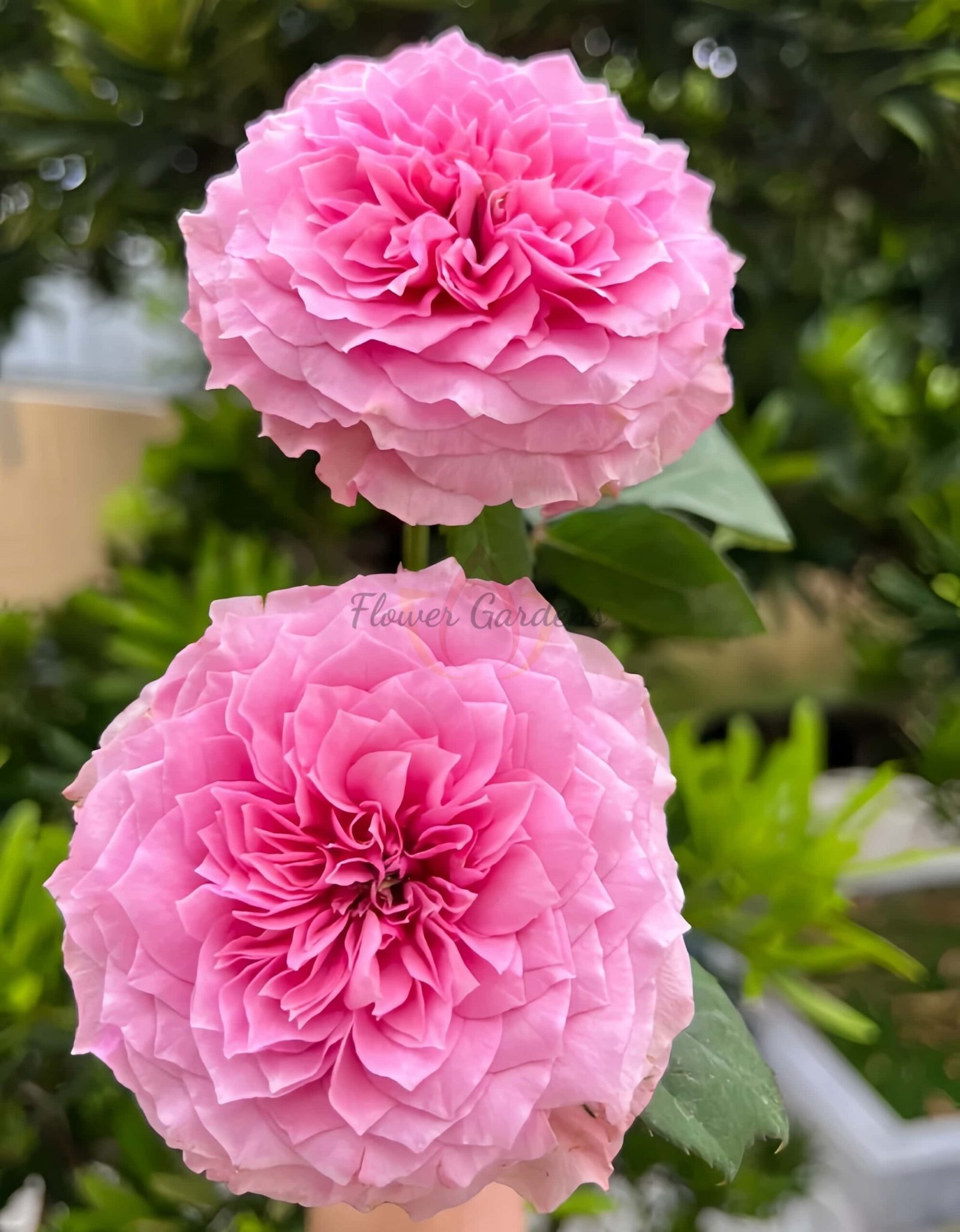 Jardin Parfumen Amoureuse Rose plant丨Flower Gardens