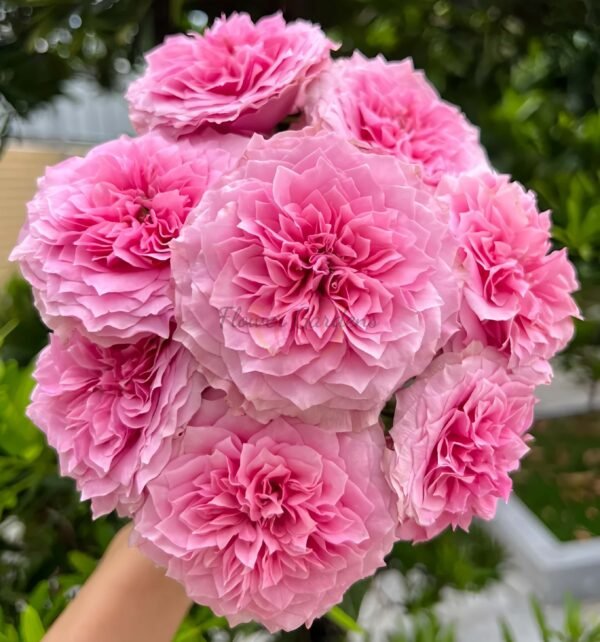 Jardin Parfumen Amoureuse Rose丨Flower Gardens