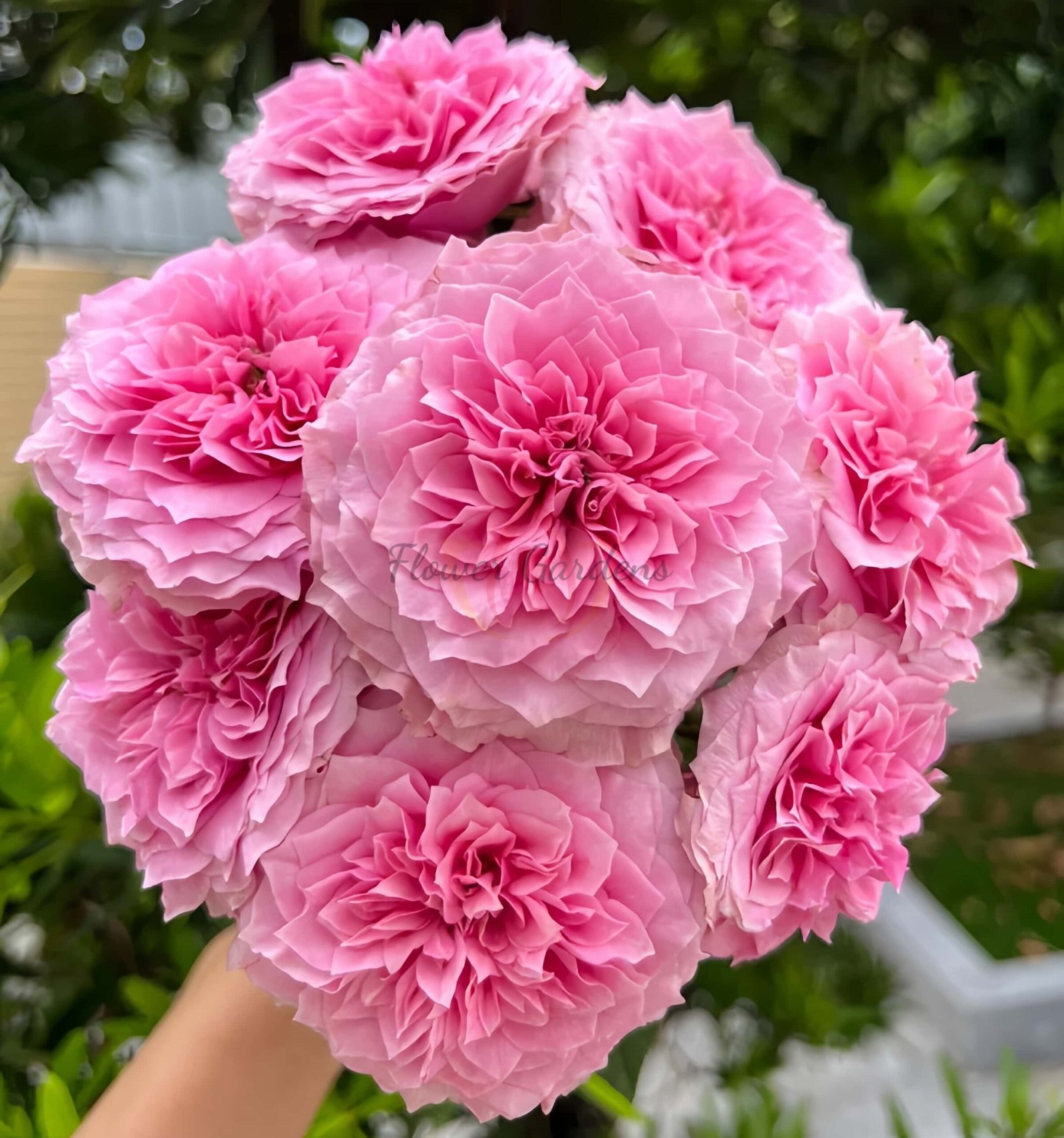 Jardin Parfumen Amoureuse Rose丨Flower Gardens