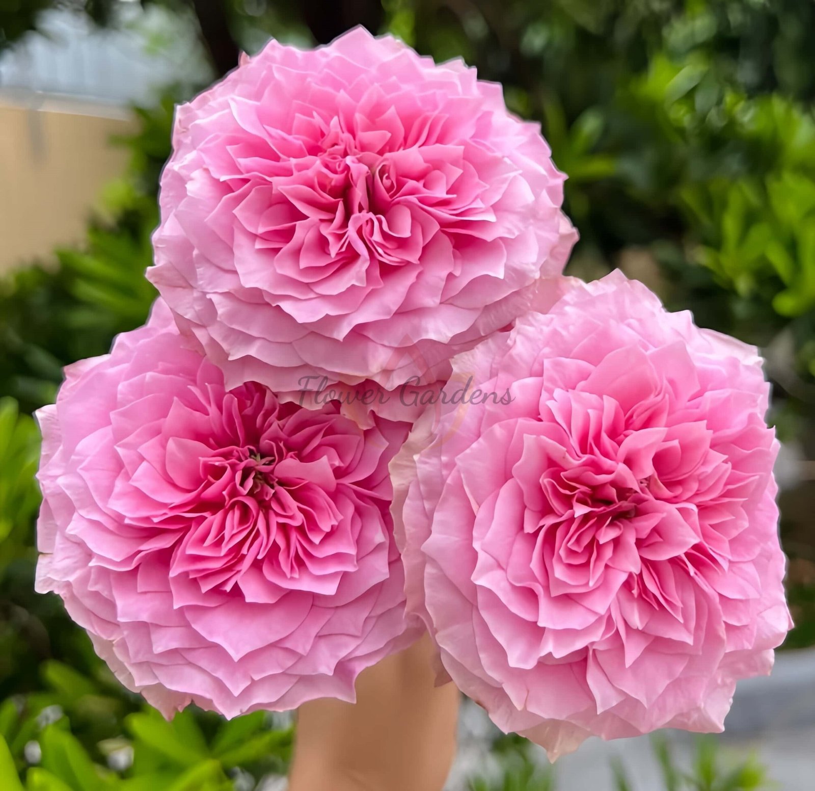 Jardin Parfumen Amoureuse Rose for sale丨Flower Gardens