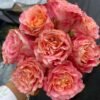 Jiera Rose丨Flower Gardens