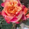 Jiera Rose for sale丨Flower Gardens