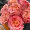 Jiera Rose丨Flower Gardens