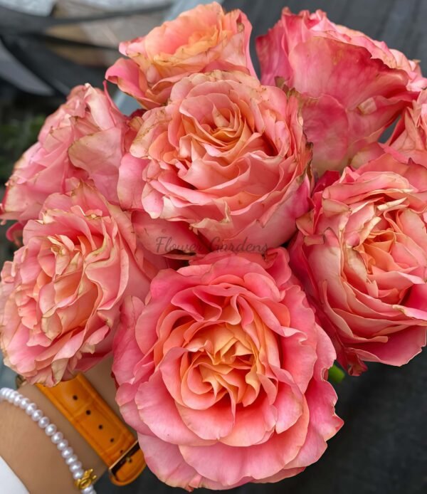 Jiera Rose丨Flower Gardens
