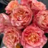 Jiera Rose plant丨Flower Gardens