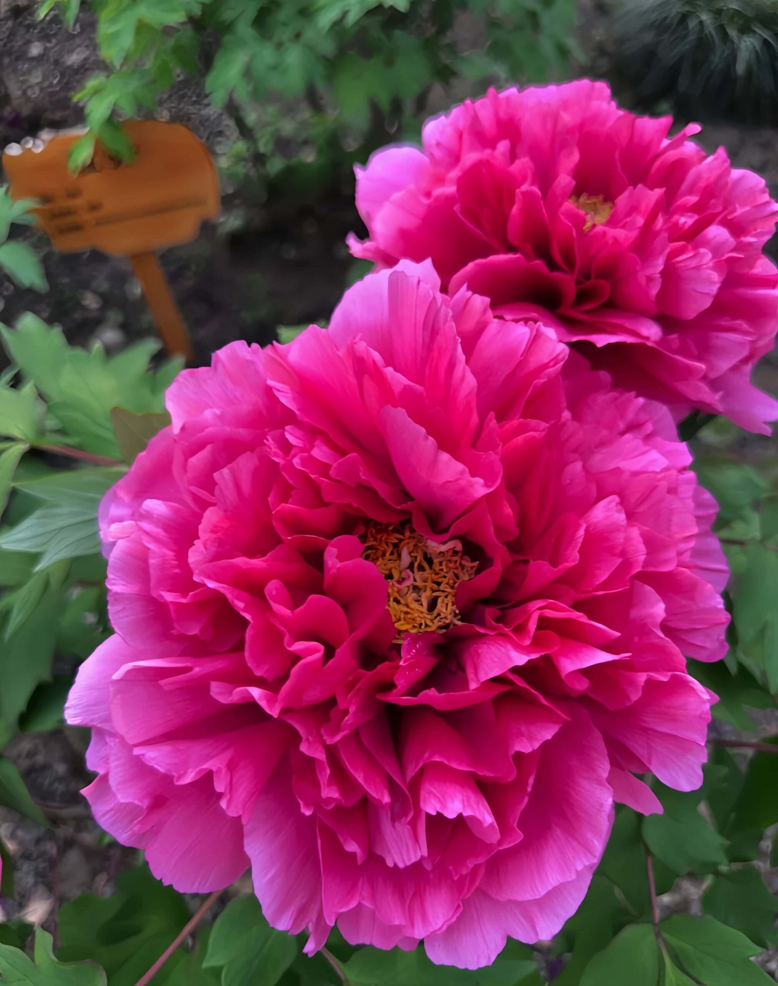 King Of Flowers Peony Plant丨Flower Gardens