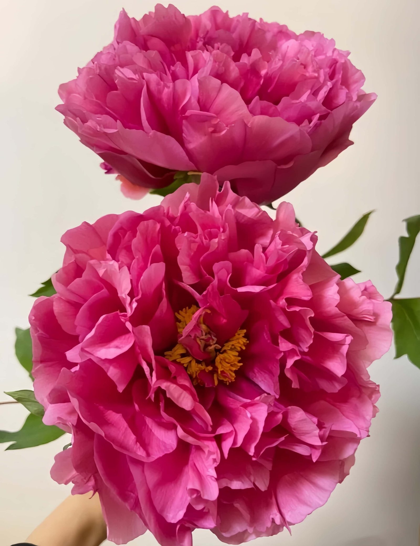 Hua Wang Peony丨Flower Gardens