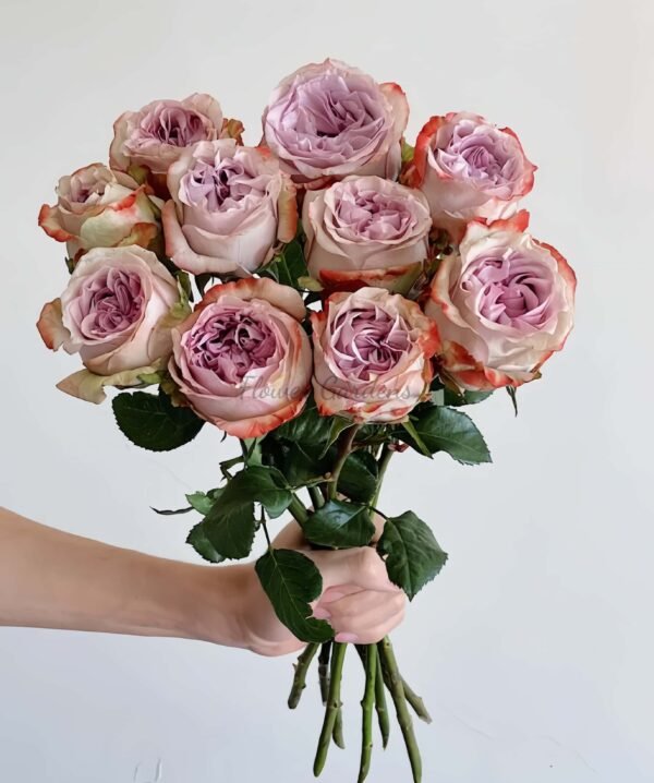 Lilac wonder Rose plant丨Flower Gardens