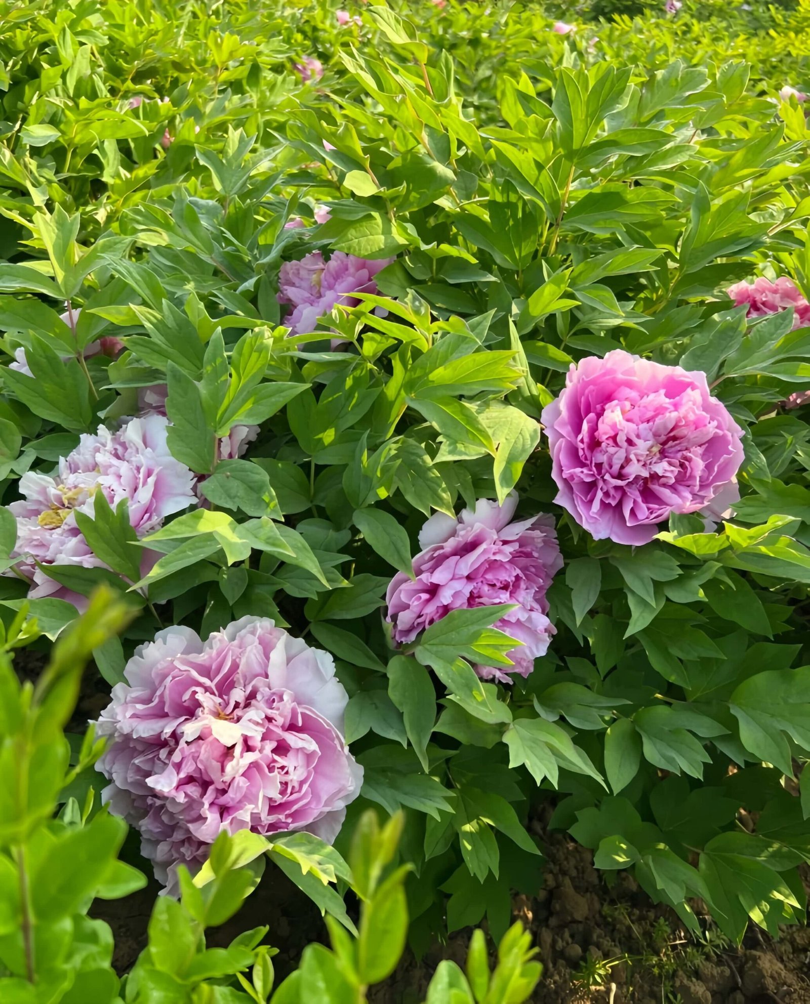Ling Hua Zhan Lu Peony Plant丨Flower Gardens