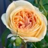 Lioness Rose for sale丨Flower Gardens