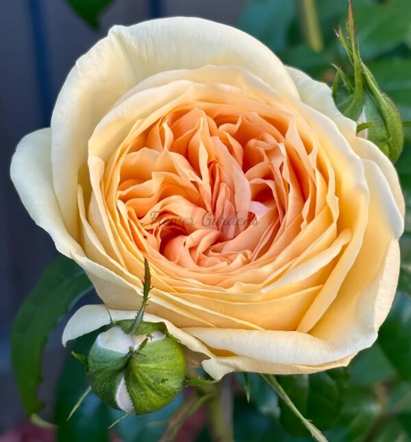 Lioness Rose for sale丨Flower Gardens