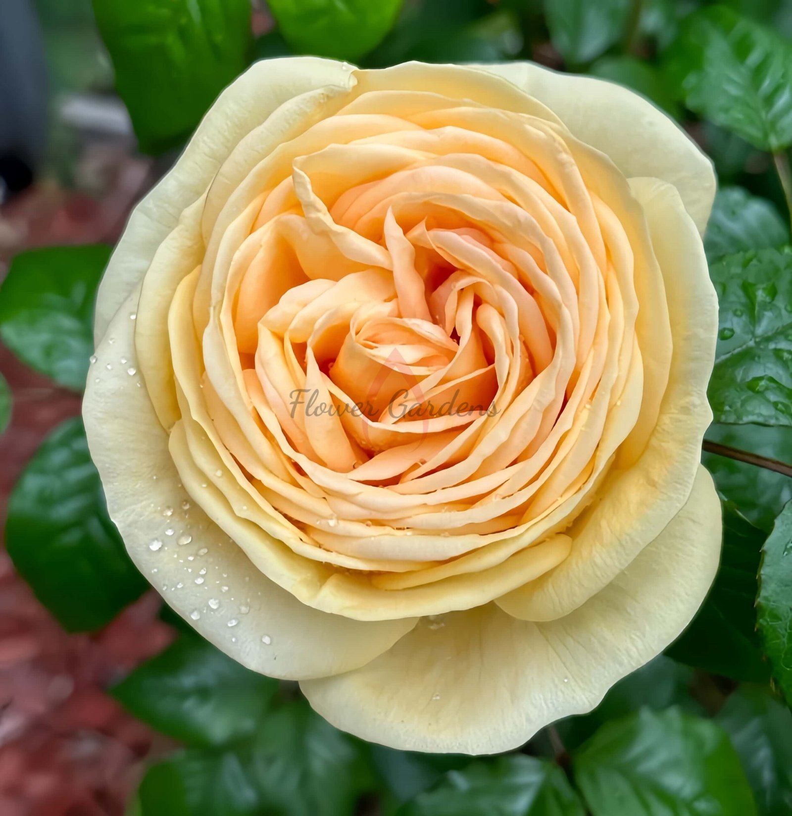 Lioness Rose丨Flower Gardens