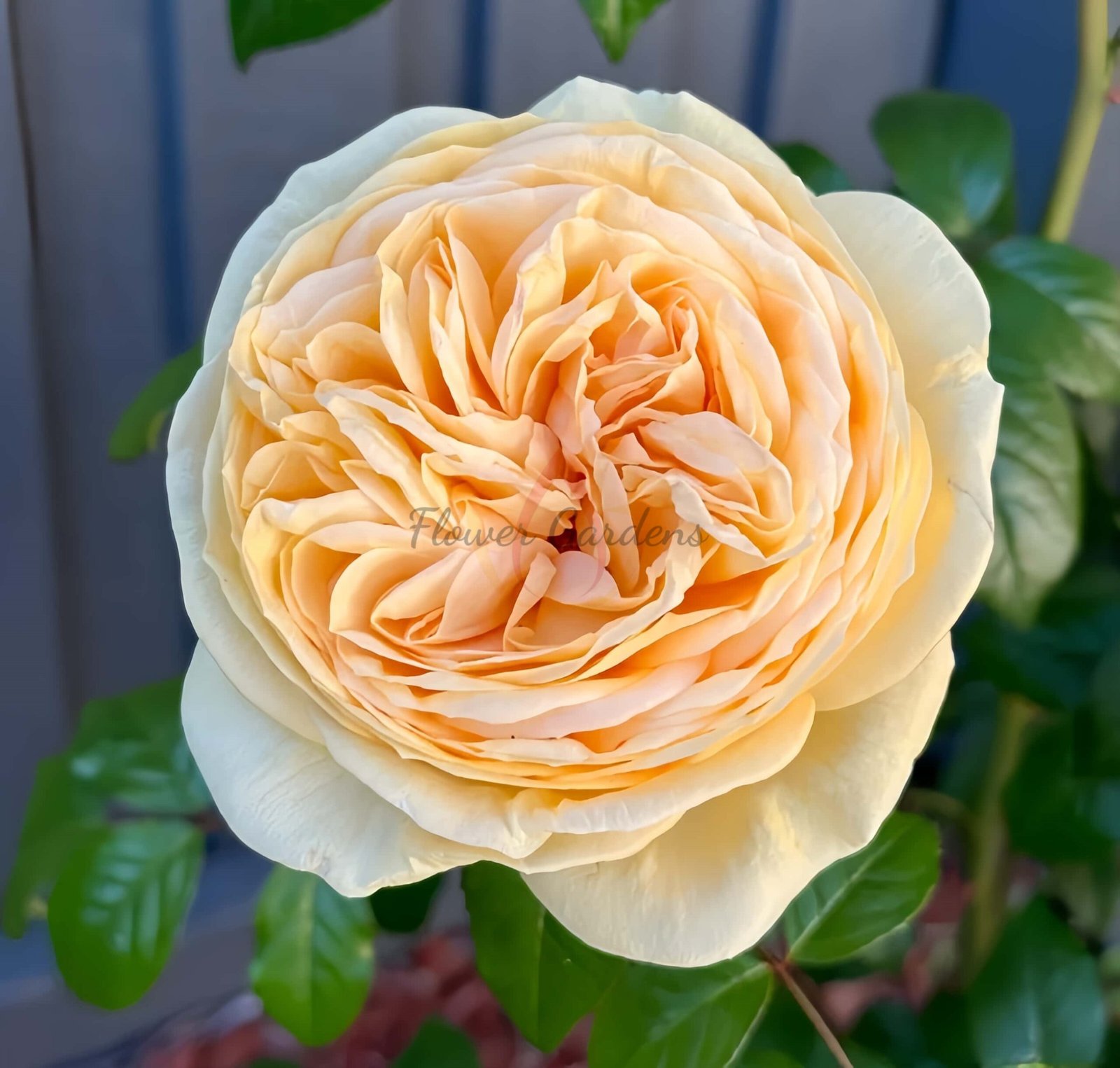 Lioness Rose丨Flower Gardens