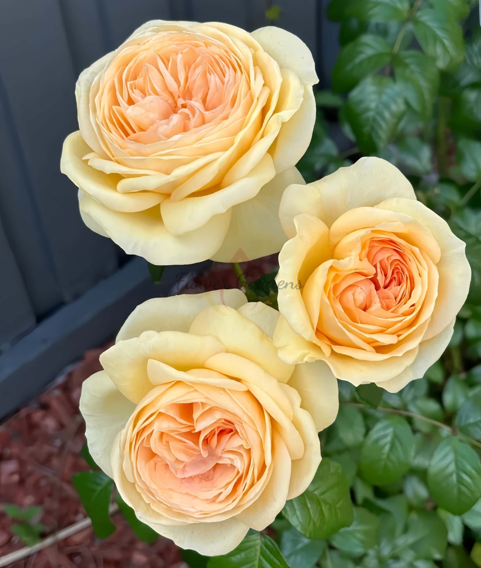 Lioness Rose plant丨Flower Gardens