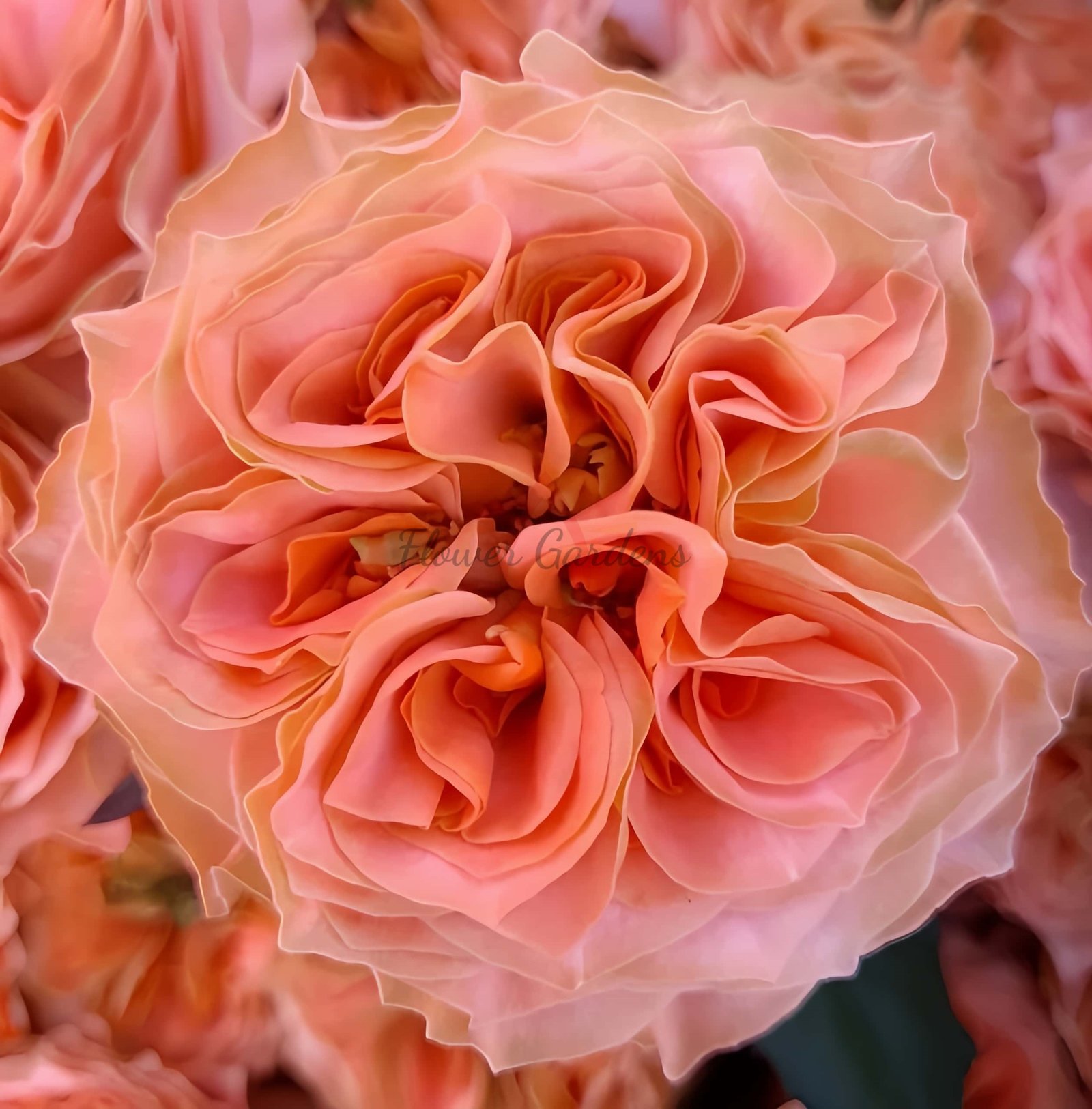 Living Coral Rose plant丨Flower Gardens