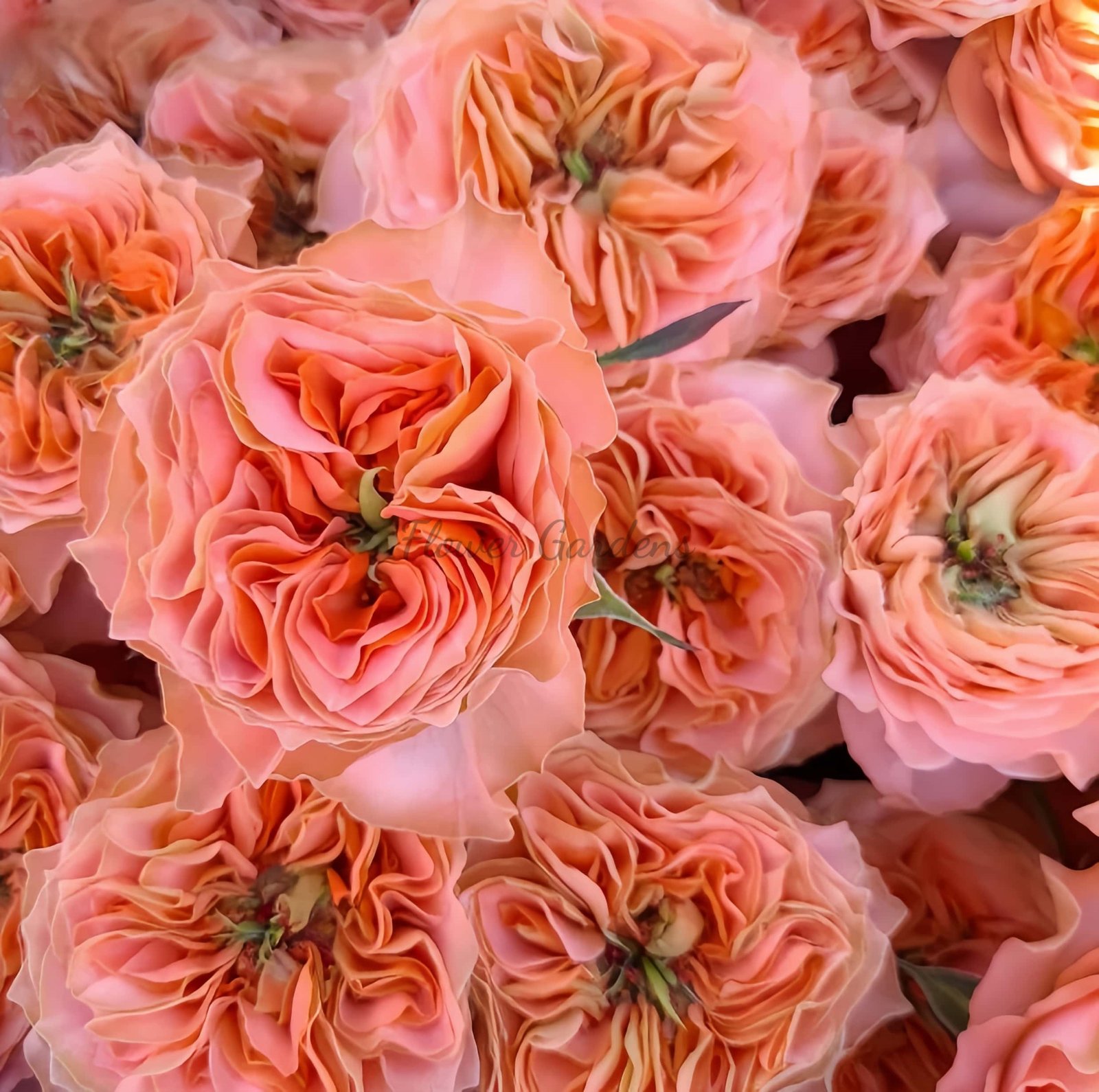 Living Coral Rose丨Flower Gardens