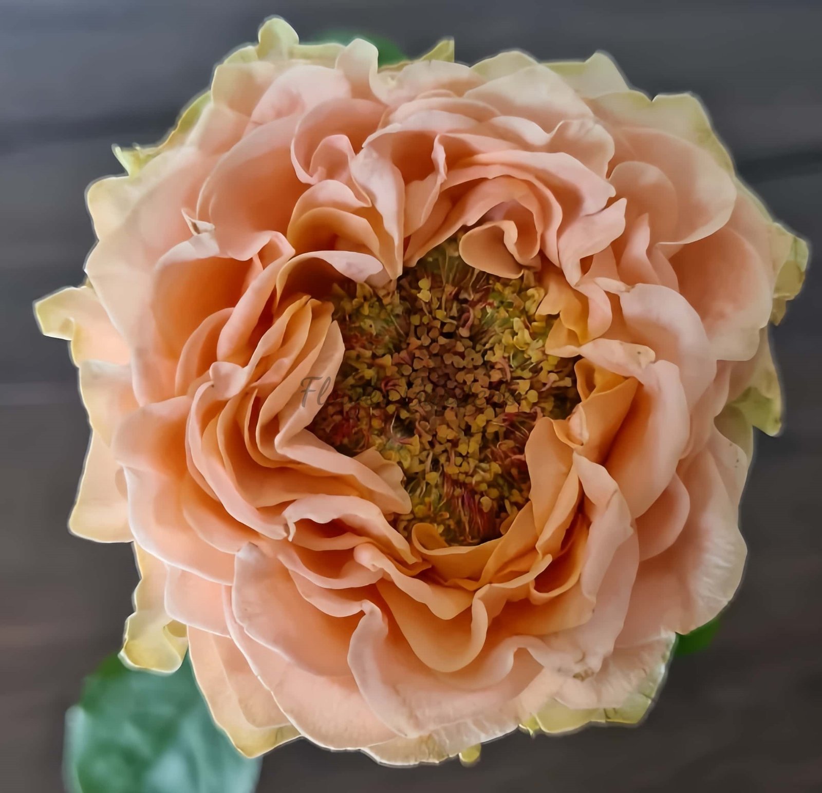 Living Coral Rose丨Flower Gardens