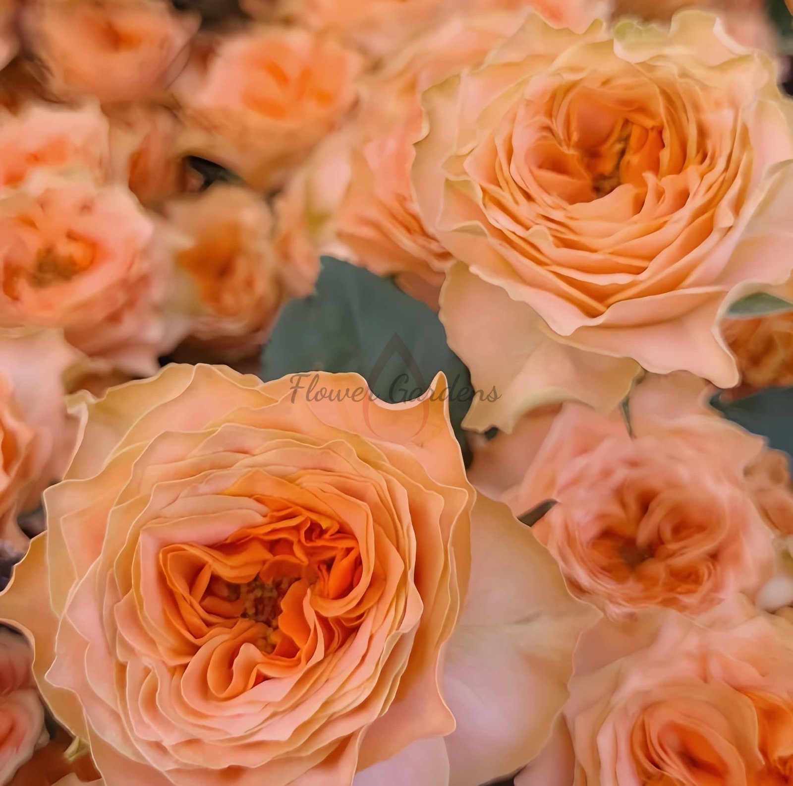 Living Coral Rose for sale丨Flower Gardens