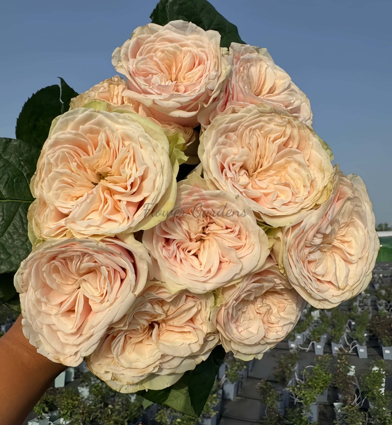 Love FountAln Rose丨Flower Gardens