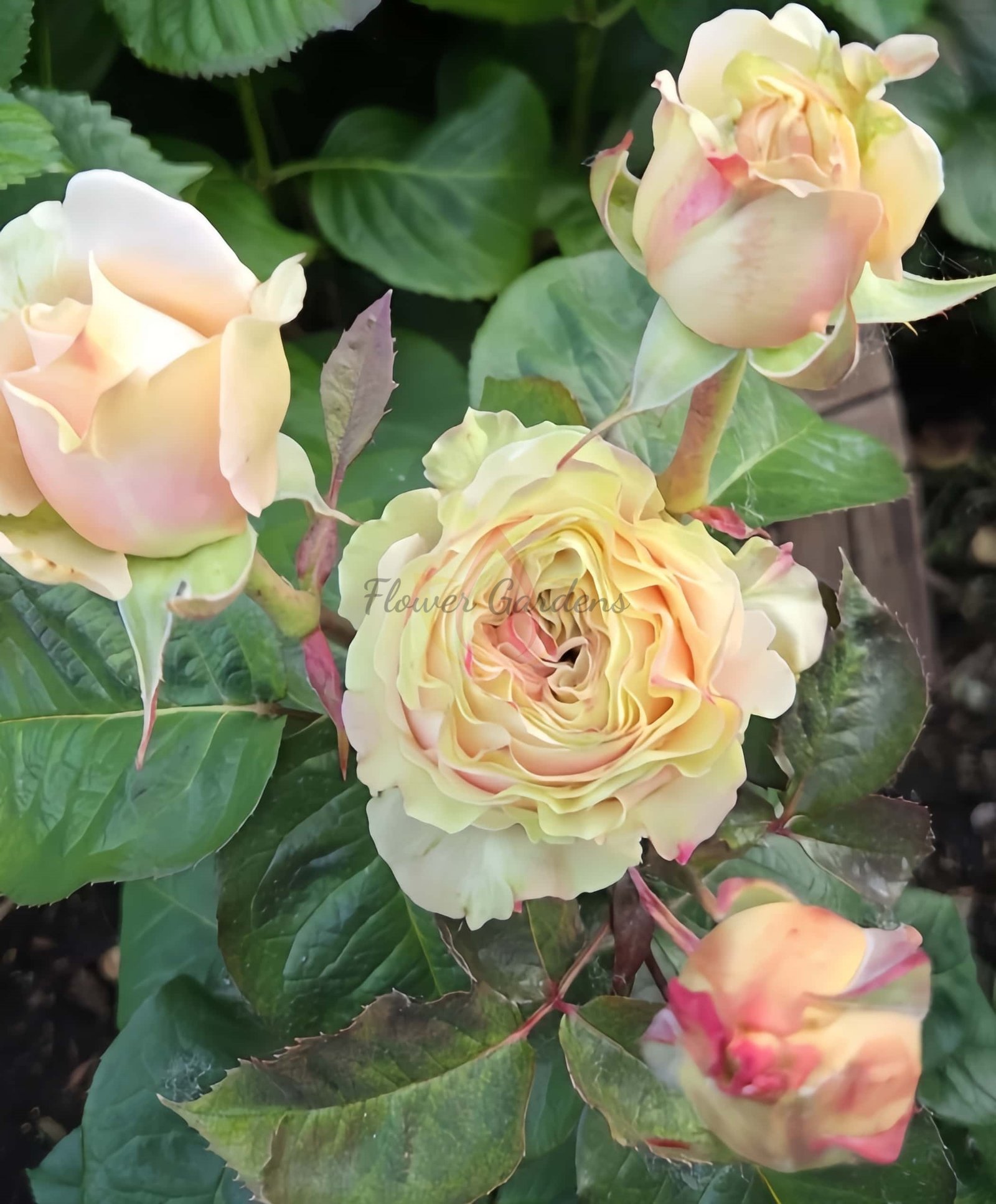 Love FountAln Rose plant丨Flower Gardens