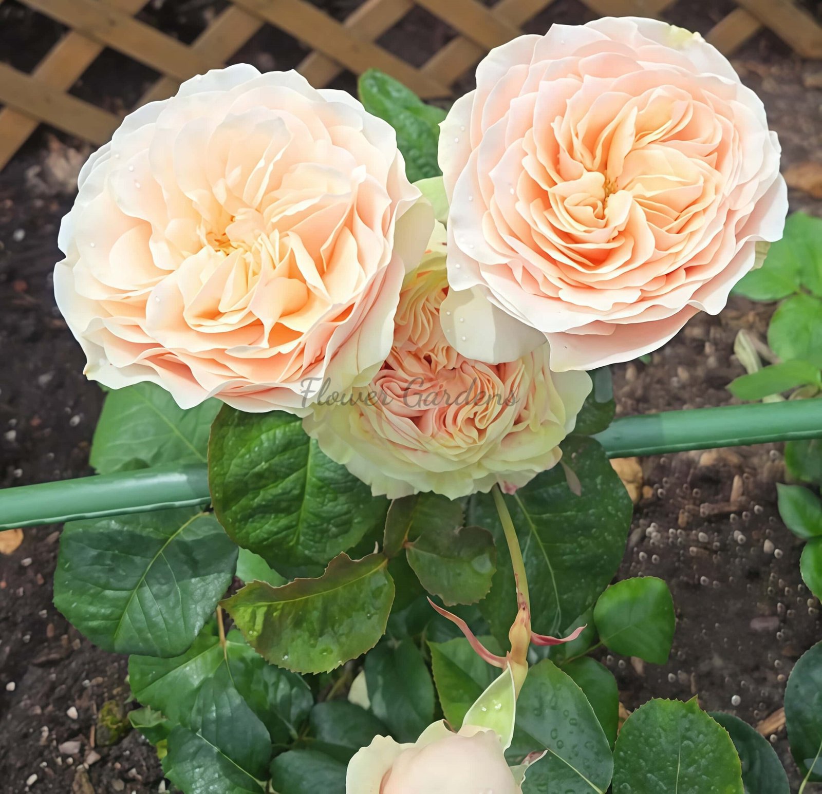 Love FountAln Rose丨Flower Gardens