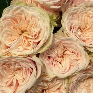 Love FountAln Rose for sale丨Flower Gardens