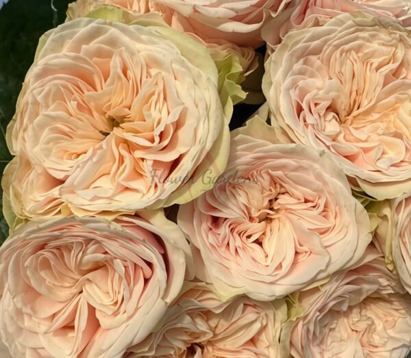 Love FountAln Rose for sale丨Flower Gardens