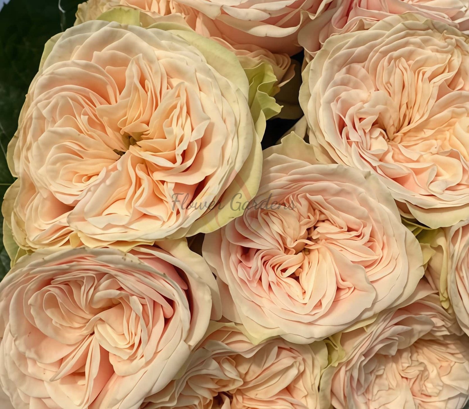 Love FountAln Rose for sale丨Flower Gardens