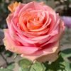 Love Pearl 2 Love Pearl Rose plant丨Flower Gardens