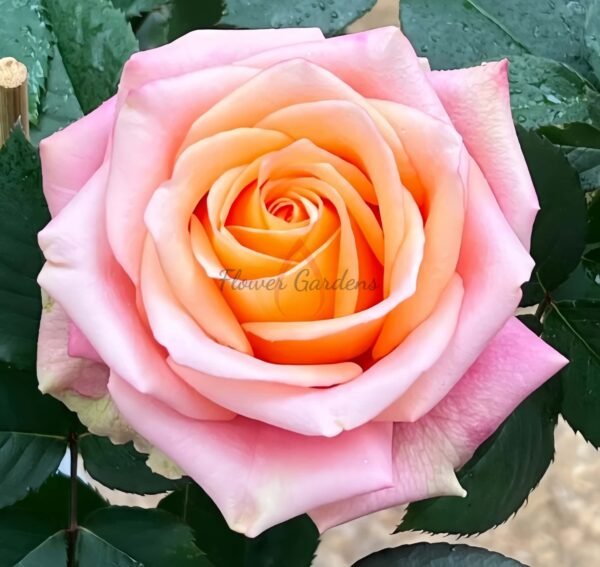 Love Pearl Rose丨Flower Gardens