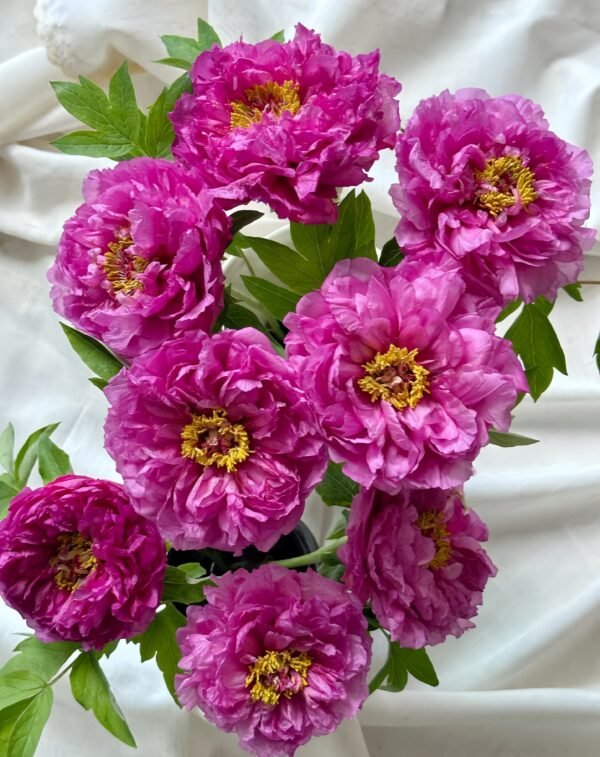 Luoyang Red Peony plant丨Flower Gardens