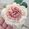 Luxor Rose for sale丨Flower Gardens
