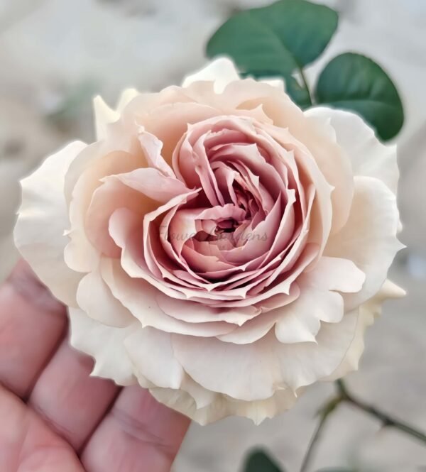 Luxor Rose for sale丨Flower Gardens
