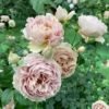 Luxor Rose plant丨Flower Gardens